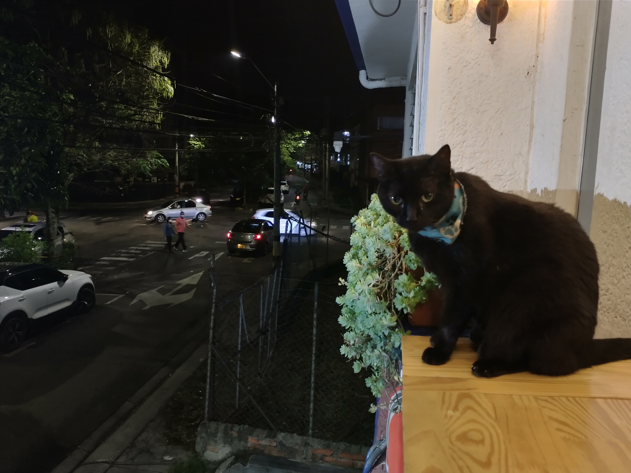 Hostel cat overlooking the perimeter in Medellin.